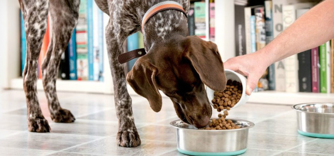 Feeding wet and dry dog hot sale food together