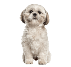 Shih Tzu Mature 236X220