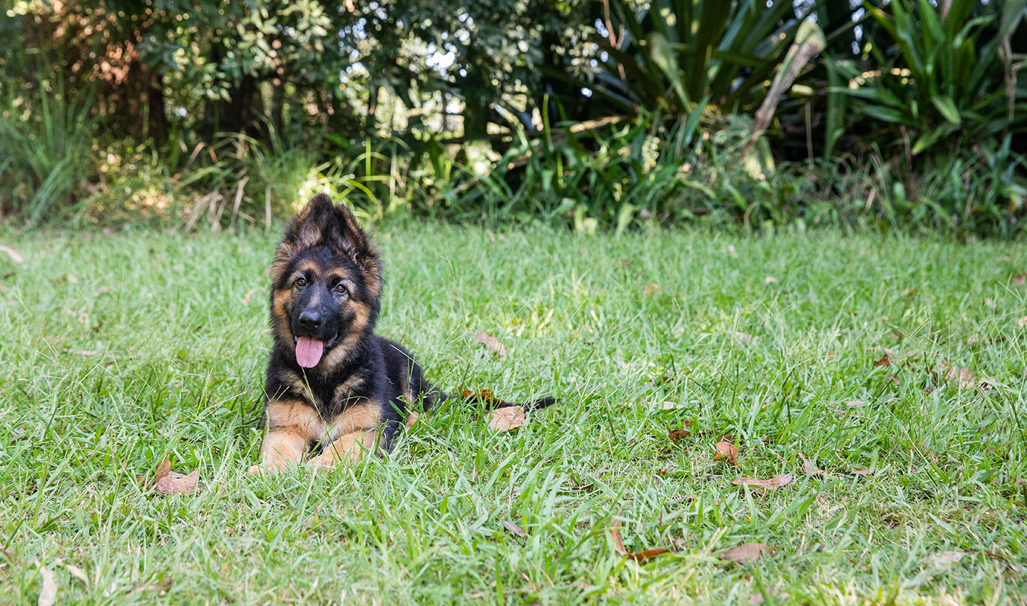 Black hawk 2024 german shepherd