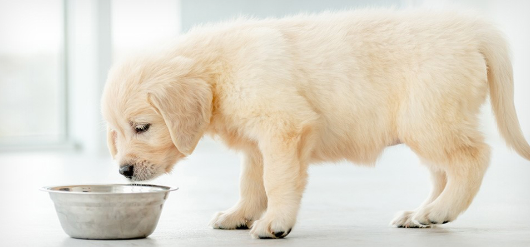 Diet of outlet puppy