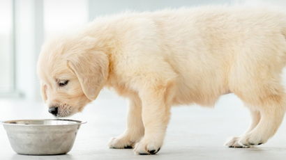 Importance Of A Good Diet For Puppy Nutrition Black Hawk Header