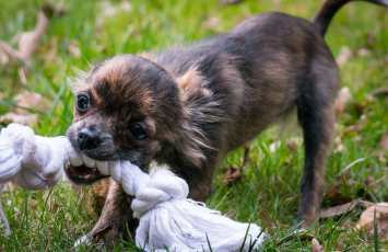 How To Stop A Puppy From Biting Black Hawk Small Image 1