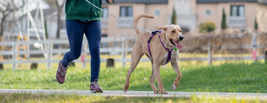 The Weight Game Keeping Your Pets Weight In Check Black Hawk Black Hawk Large Image 8