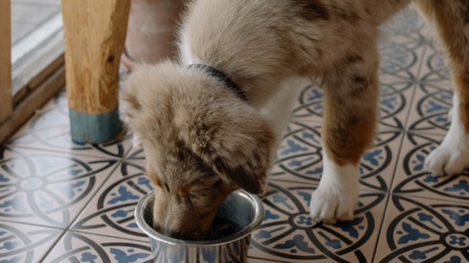 Is it bad to give a puppy adult outlet dog food