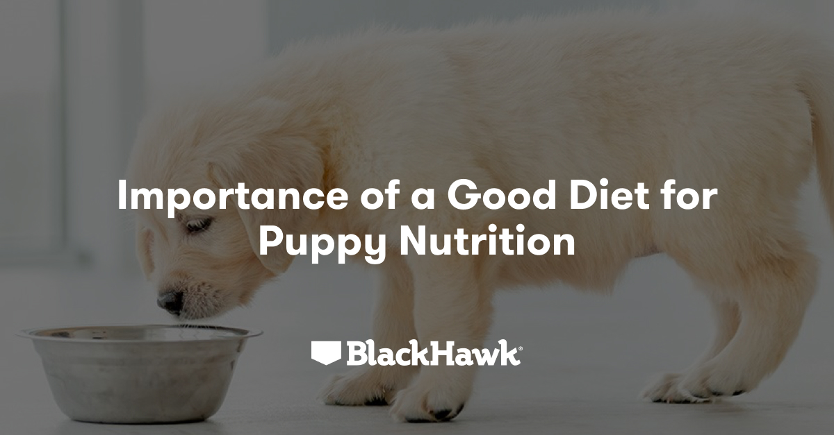 A Good Diet is Crucial for a Healthy Puppy Black Hawk