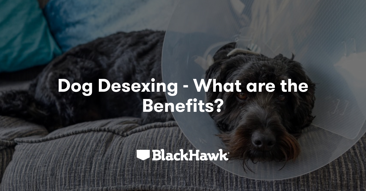 Learn About the Benefits of Dog Desexing Black Hawk