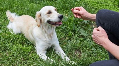 When It Comes To Dog Treats Article 1240 X 450